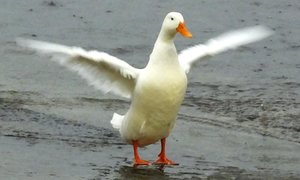 Eendeweer VERBLY Boere